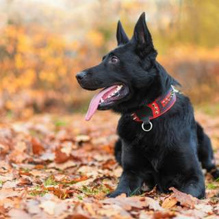 Black dog autumn wallpaper