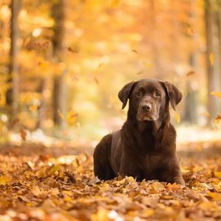 Autumn puppy wallpaper
