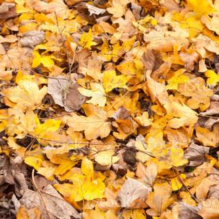 Orange autumn foilage wallpaper