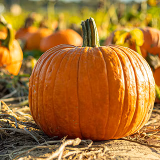 Pumpkin harvest wallpaper