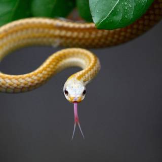 Pet snakes wallpaper