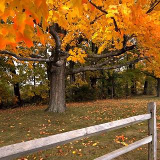 Maple trees autumn wallpaper