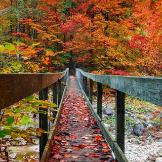 iPhone autumn 2022 wallpaper