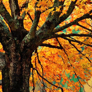 Maple trees autumn wallpaper