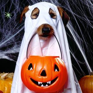 Halloween ghost desktop wallpaper