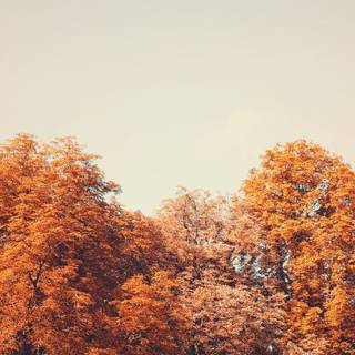 iPad autumn aesthetic wallpaper