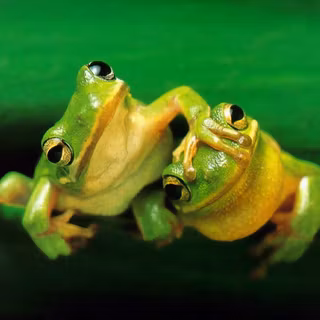 Baby frog wallpaper