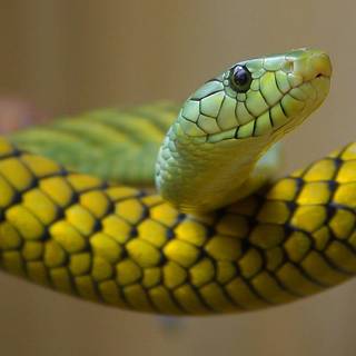 Boomslang wallpaper