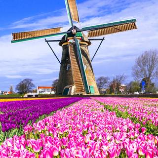 Windmill Netherlands wallpaper