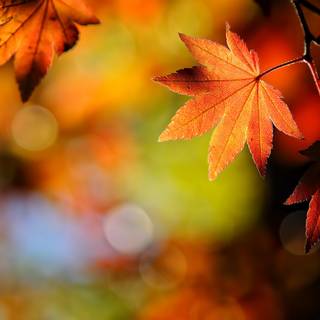 HD Windows autumn wallpaper