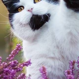 Cats with flowers wallpaper