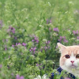 Cats with flowers wallpaper