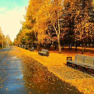 Autumn backyard wallpaper