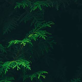 iPhone XS green 4k wallpaper