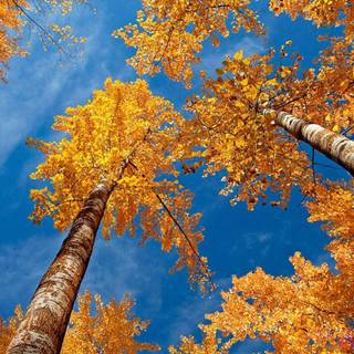 Beautiful autumn scenery trees wallpaper