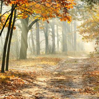 Beautiful autumn scenery trees wallpaper