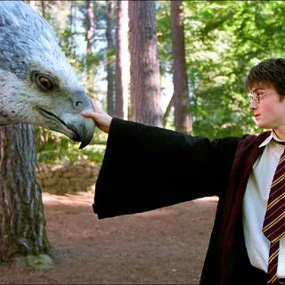 Buckbeak Harry Potter wallpaper
