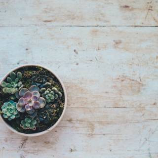 Succulent flower wallpaper