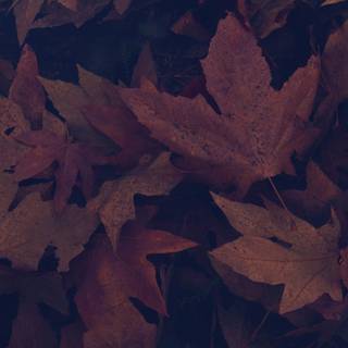 Dark autumn iPhone wallpaper