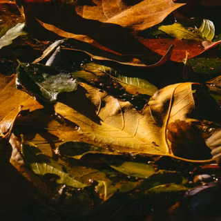 Dark autumn iPhone wallpaper