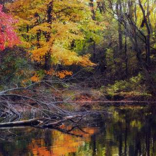 Autumn pool wallpaper