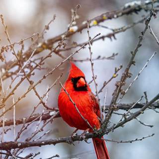 Red Cardinals wallpaper
