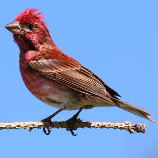 Purple finch wallpaper