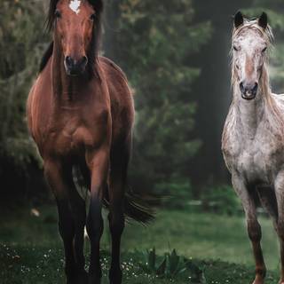 Running horse iPhone wallpaper