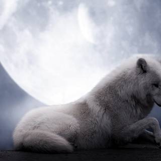 White wolf desktop wallpaper