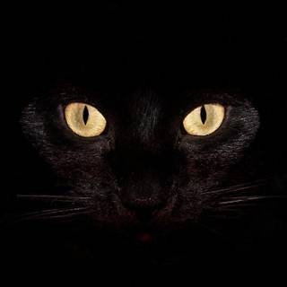 Black cat iPhone wallpaper