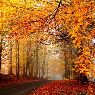 Welcome autumn Ultra HD wallpaper
