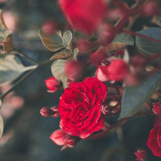 Rose 4k iPhone wallpaper