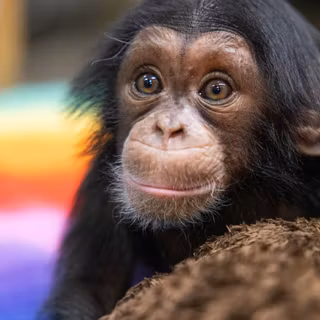 Eastern chimpanzee wallpaper