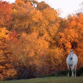 Fall autumn horse wallpaper