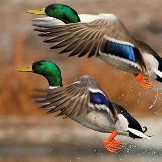 Duck desktop wallpaper