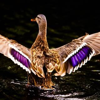 Duck desktop wallpaper