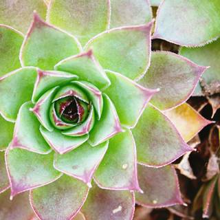 Cactus flower wallpaper