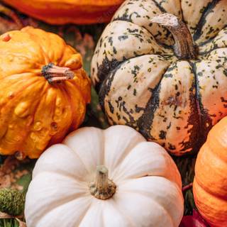 Fall pumkins wallpaper