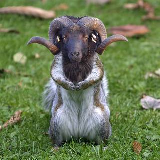 Creepy goat wallpaper