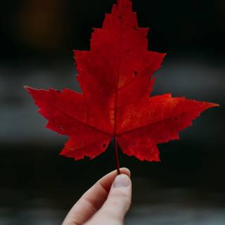 Canada iPhone wallpaper