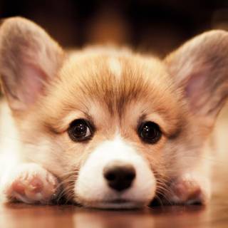 Corgi Christmas wallpaper