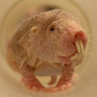 Golden mole rat wallpaper