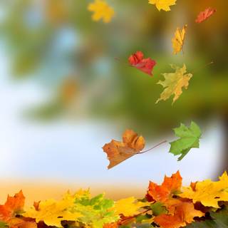 Maple tree autumn wallpaper