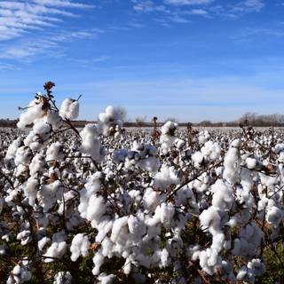 Cotton crop wallpaper