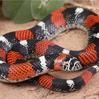 Tricolour hognose snake wallpaper