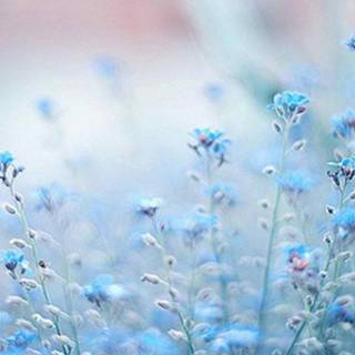 Blue winter flowers wallpaper