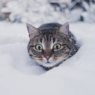 Aesthetic winter cats wallpaper