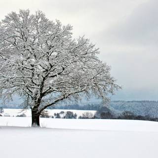 Single winter tree wallpaper