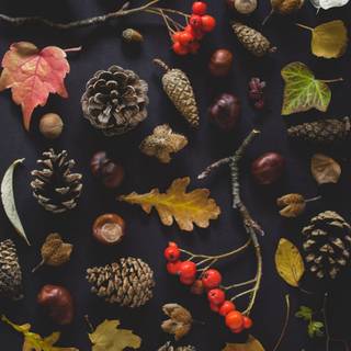 Thanksgiving portrait wallpaper