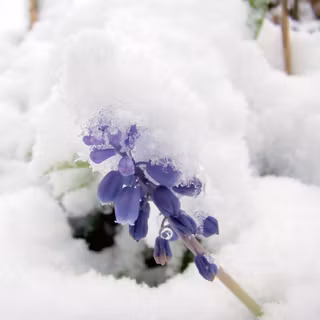 Purple winter flower wallpaper